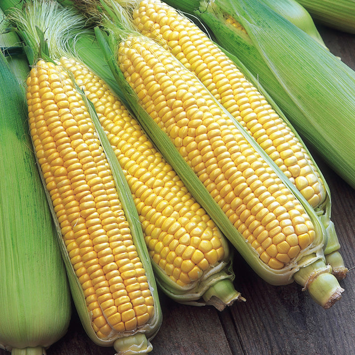 ONTARIO CORN [2 options]