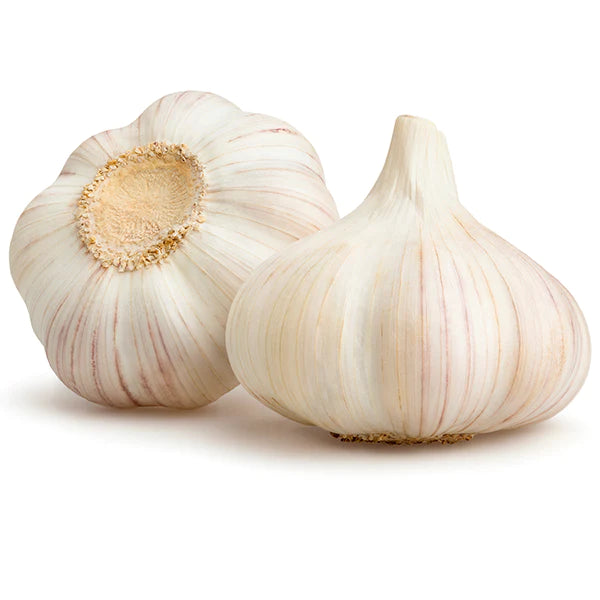 Garlic ONTARIO