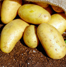 Load image into Gallery viewer, Seed Potatoes
