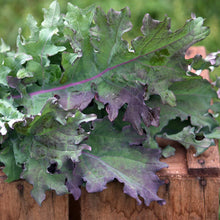 Load image into Gallery viewer, Kale - Organic (each)

