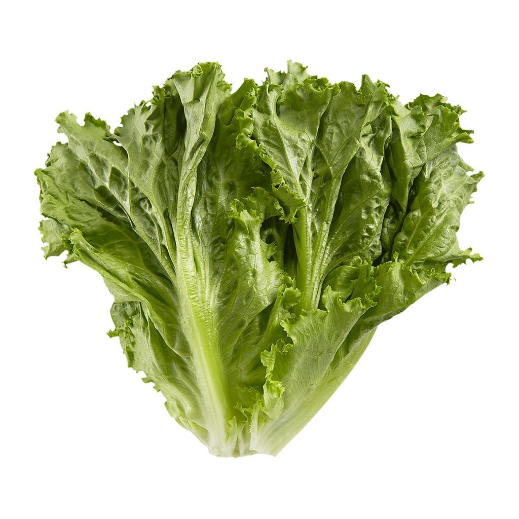 Lettuce - Hydroponic Green Leaf PRODUCT OF ONTARIO (each)