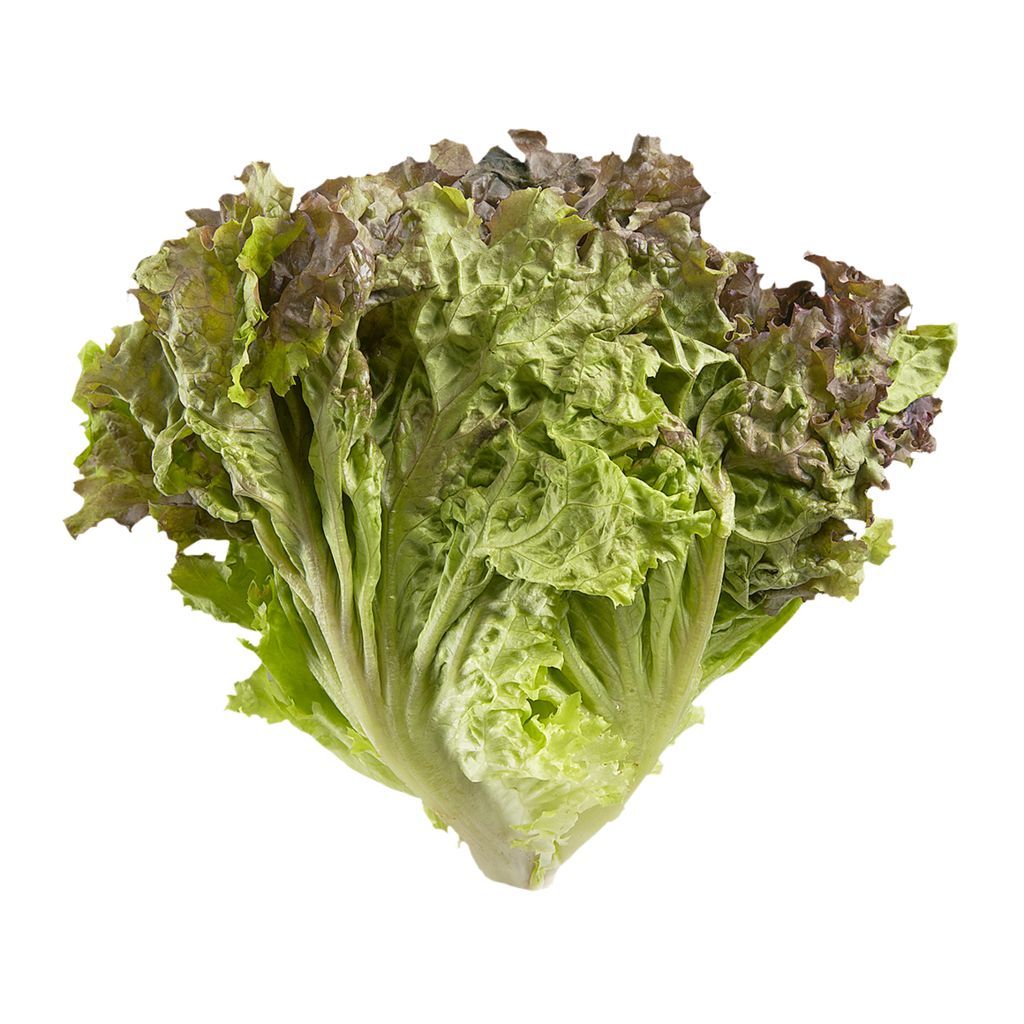 Lettuce - Red Leaf  ONTARIO (each)