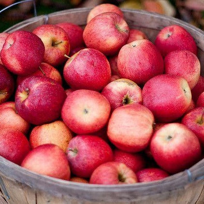 Apples -Local ONT [1/2 Bushel or Full Bushel]