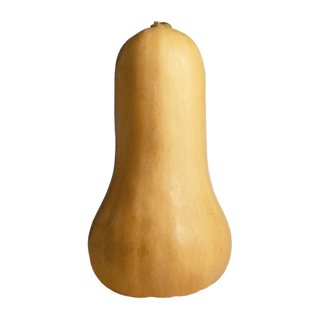 Squash - Butternut (each) [ONT]