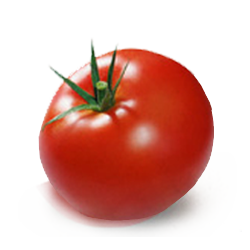 Tomatoes - Field (each EST) [ONT]