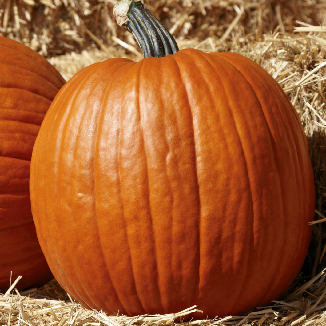 Pumpkin - Regular (each)