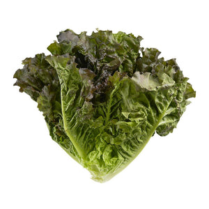 Lettuce - Red Leaf (Case of 12) ONTARIO