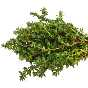Fresh Herbs (pkg) [ONT] [10 options]